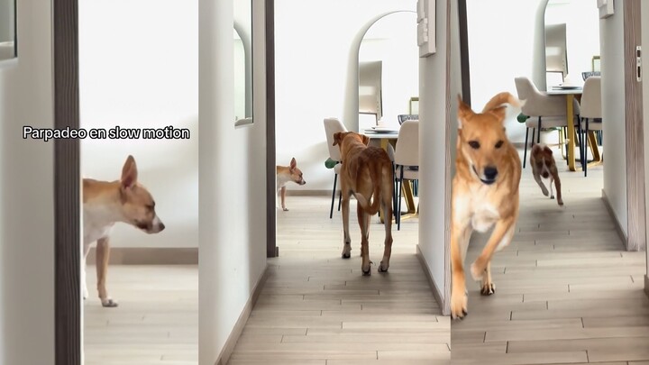 لعبة الحجر بين كلبين تكاد تجعلني أختنق من الضحك!