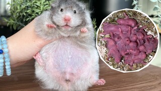 หนูแฮมสเตอร์ยักษ์คลอดลูกแล้ว! ลูกๆ จะมีสีอะไรกันนะ?