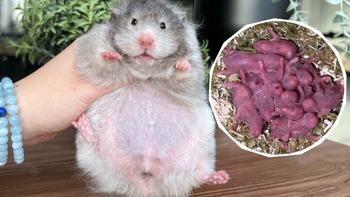 Hamster raksasa telah melahirkan! Apa warna keturunannya nanti?