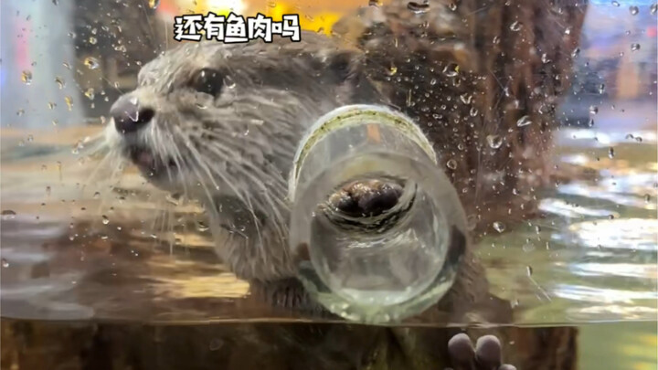 Trying to trick the little otter is just too hard!
