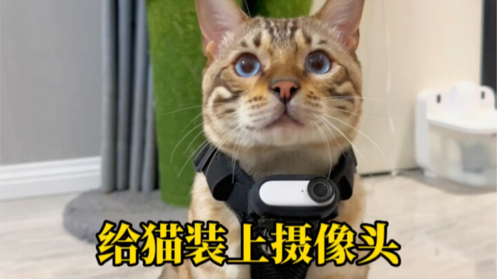 感受一下小猫咪的第一视角~