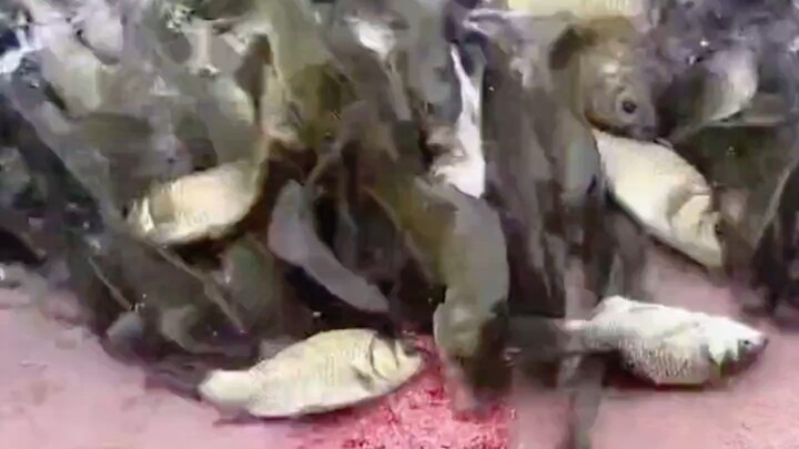 New-style lure fishing — anglers are dying of envy!