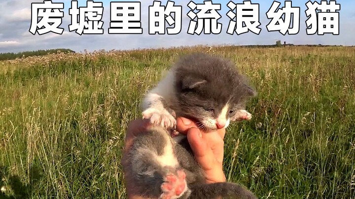 Khám phá ngôi làng không người ở ở Nga, bỗng phát hiện một chú mèo con nhỏ! Duyên phận là khi ta gặp