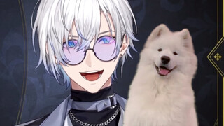 【kaelix/Tiếng cười trong trẻo】Hãy đến và xem chú chó Samoyed vui vẻ (≧∇≦) 【Kaelix Debonair】