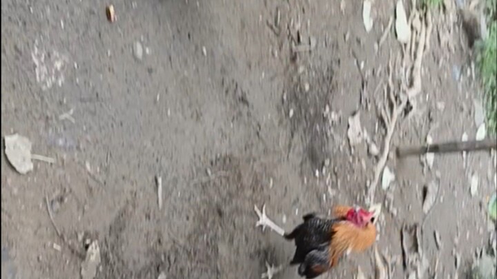 testing ng ating 5 months old bulik vs 6 months