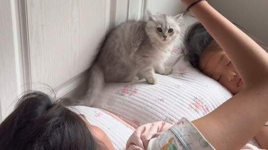 When my friend got a little “Mojiao” cat, they haven’t had a good night’s sleep since—now they have 