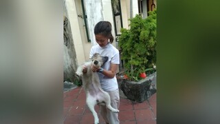 Ăn tham thì thôi rồi...yeucho yeuchomeo cún cúncon chó chómèo chócon chó_cưng chókhôn yeuchomeo cưng chócute pet dog dogsoftiktok