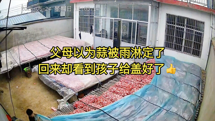 Bố mẹ cứ tưởng tỏi bị mưa ướt hết, về nhà lại thấy con đã đậy kín cho rồi 👍