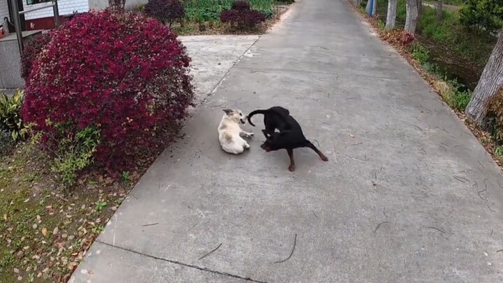 Còn ngông nữa không?