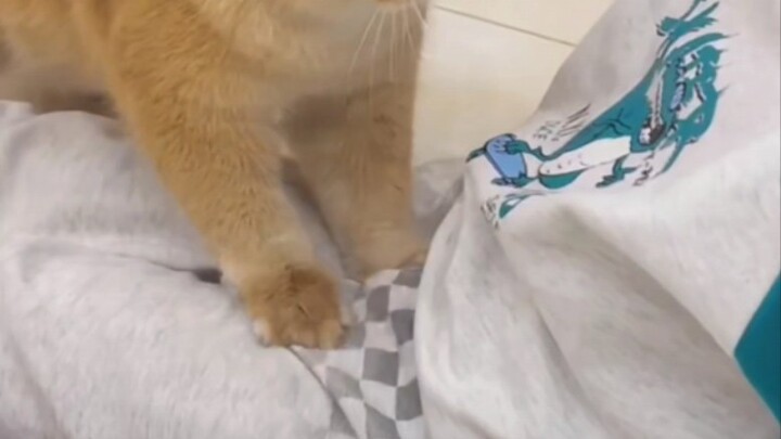 The kitty just starts wildly kicking—poor little guy!