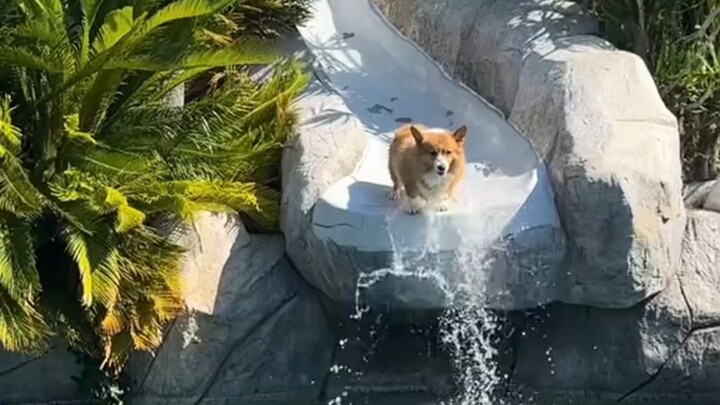 Corgi: Tôi cảm ơn bạn, Golden Retriever