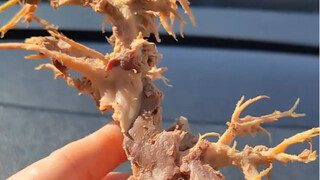 🥷🏿˙⁾⁾ᶜᴴᴵ🥓🥩❀͈ “为我的口腹之欲昼伏夜出⋆🌙”