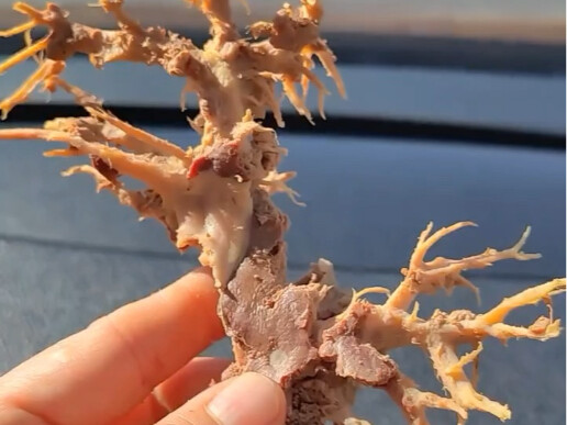 🥷🏿˙⁾⁾ᶜᴴᴵ🥓🥩❀͈ “为我的口腹之欲昼伏夜出⋆🌙”