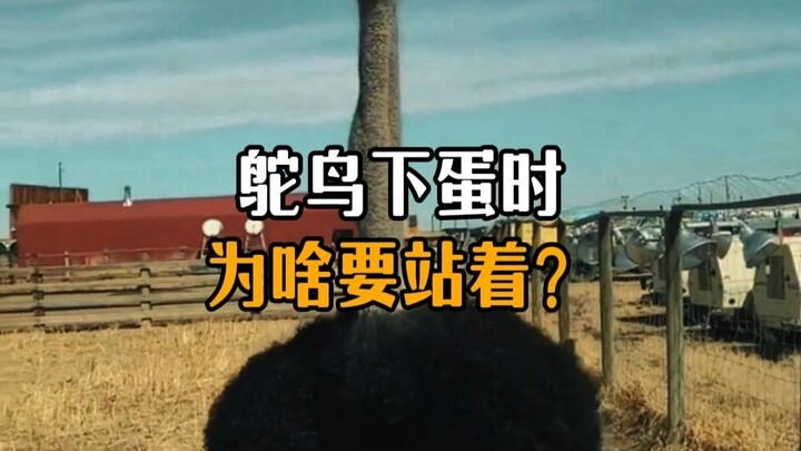 Why do ostriches stand up when laying eggs?