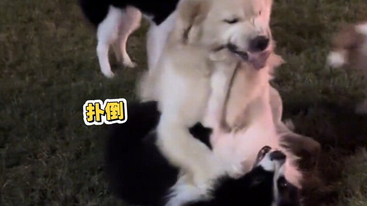 โกลเด้นรีทรีฟเวอร์: ถ้าไม่ใช่แบบนี้ จะบอกว่าฉันเป็นสุนัขพันธุ์ดุได้ยังไงล่ะ