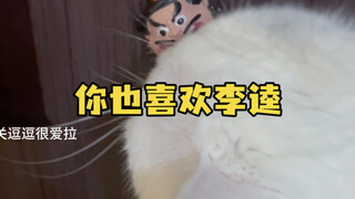 What's the point of keeping a cat?