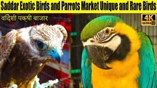 Saddar Exotic Birds Market Unique Birds Peacock and Rare Parrots