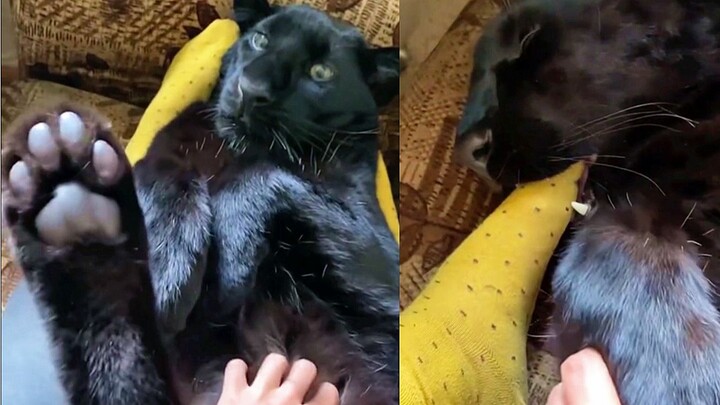 When a black panther's paw pads are grabbed by humans: a foot-chewing warning!