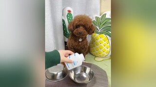 chó_cưng chókhôn cúncưng chó_ngáo dogsofttiktok  cười cái nào