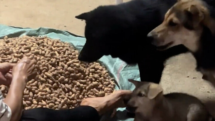 ลูกสุนัขเฝ้าถั่วลิสงไปด้วย กินถั่วลิสงไปด้วย