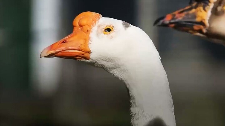 A prison in Brazil actually uses geese instead of dogs for patrol?!