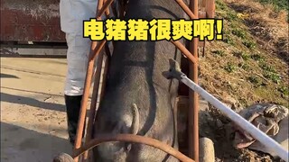 电猪猪很爽啊！