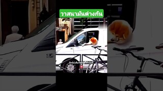 วาสนามันต่างกัน