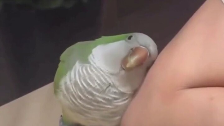 Living Treasure Parrot 🦜