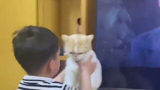 كاسر القطط