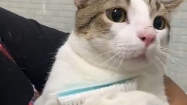 抱抱宝现在已经成为tk团宠了！！