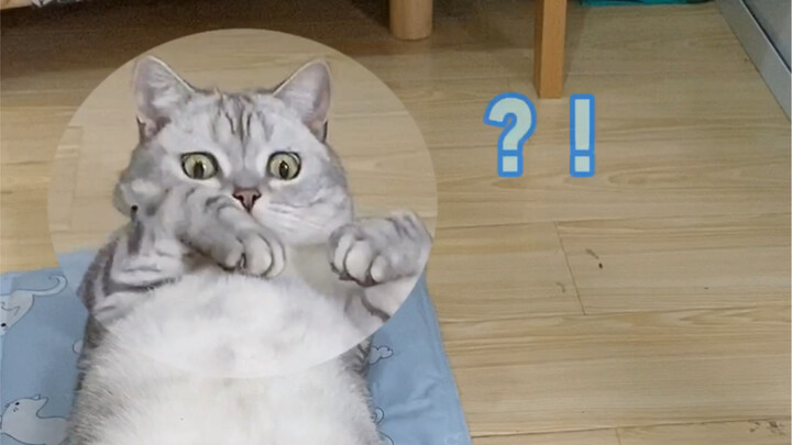 I heard cats can understand human speech—and it turns out, it’s true!