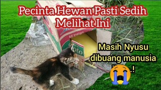 Anak Kucing Menangis Menunggu Induknya Di Samping Kardus | DiaTidak Sadar Kalau Dirinya Di Buang..!