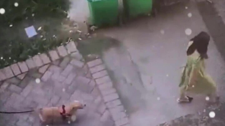 เป็นหมาแล้วก็ยังต้องเอาใจผู้หญิงอยู่ดี