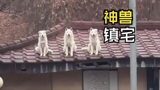 Such delightful animal videos!