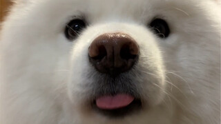 ลูกสุนัขตัวนี้กำลังดูดปากอยู่ รีบจับมันไปซะเถอะ