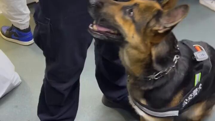 Ketika SWAT membawa anjing polisi ke kereta bawah tanah...