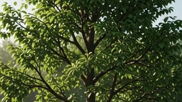 Watch the amazing journey of a tree as it grows from a tiny seed into a beautiful, healthy tree. 🌱