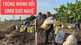 Hơn 100 các cô chú từ thiện thu hoạch nghệ đen vui như ngày hội...!