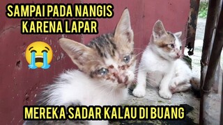 Anak Kucing Ini Mungkin Mau Di Bunuh Pelan-Pelan Masih Nyusu Di Paksa Pisah Dengan Induknya..!