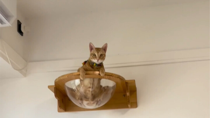 Ini mungkin kucing paling disiplin sekaligus paling nakal di seluruh internet, ya kan?