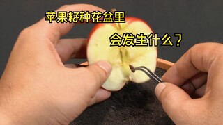 吃完苹果不要把籽扔掉，可以把它种在花盆里