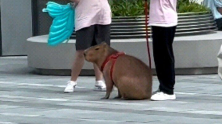 What on earth is this? A giant rat?