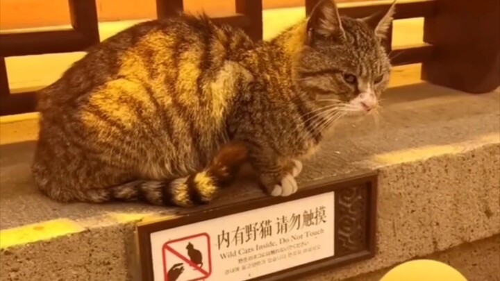 Kucing, kamu nggak kenal kata-kata ini, ya? Seharian cuma miu-miu-miu, coba lihat ke bawah nih.