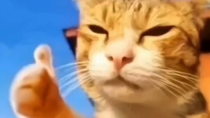 Hành vi của Lão Lục