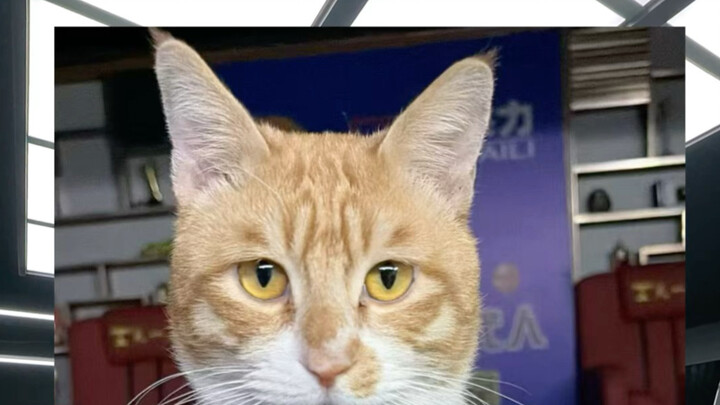 Will the orange come back?