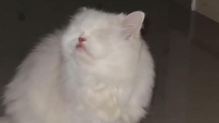 ฉันเคยคิดว่าแมวน้อยน่ารักเพราะดวงตา ที่แท้แล้วที่น่ารักมาตลอดก็คือแมวน้อยเอง