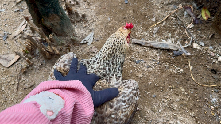 Did you master the friendliness test with the hen?