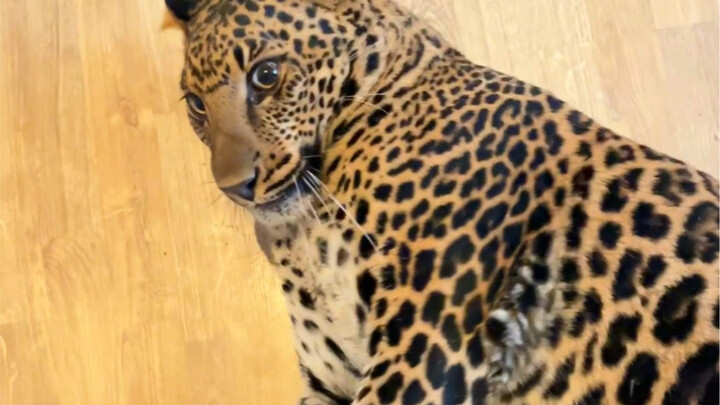 เพลิดเพลินกับการลูบแมว