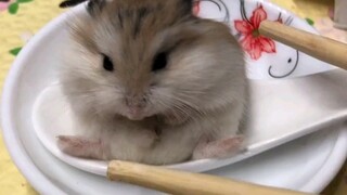 Hamster balls are cute and delicious
