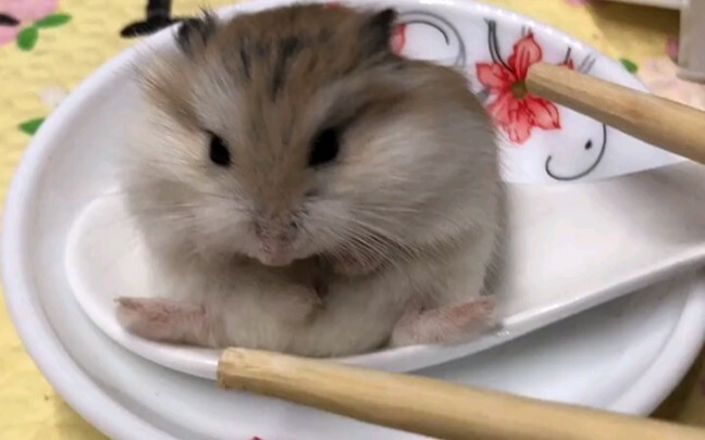 Hamster balls are cute and delicious
